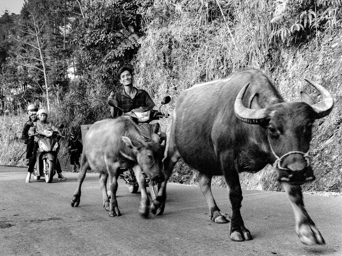 Two water buffalo walk down a paved road past a smiling man riding a scooter, with more scooters and pedestrians following behind on a tree-lined mountain road