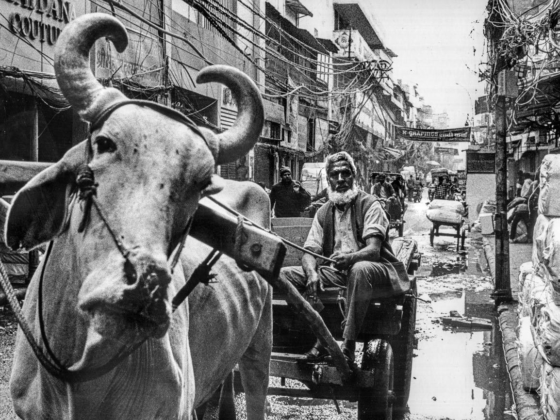 A bullock with long curved horns pulls a cart down a narrow street tangled with overhead wires, a bearded man sitting in the cart behind it